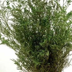 Richland Christmas Preserved Dyed Caspia 8oz Olive Green