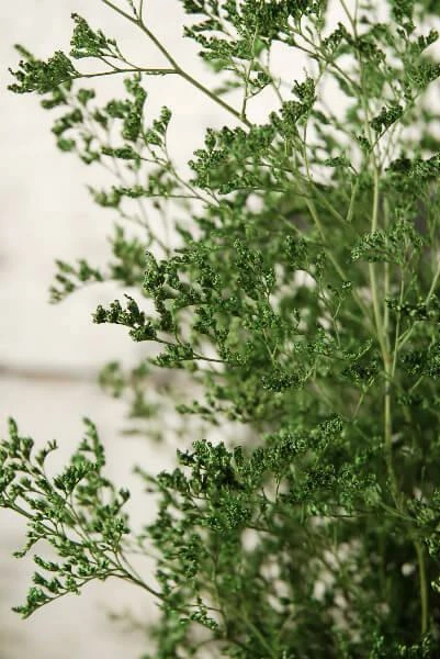 Richland Preserved Dyed Caspia 8 Oz. Green Christmas 2 Richland Preserved Dyed Caspia 8 Oz. Green Christmas