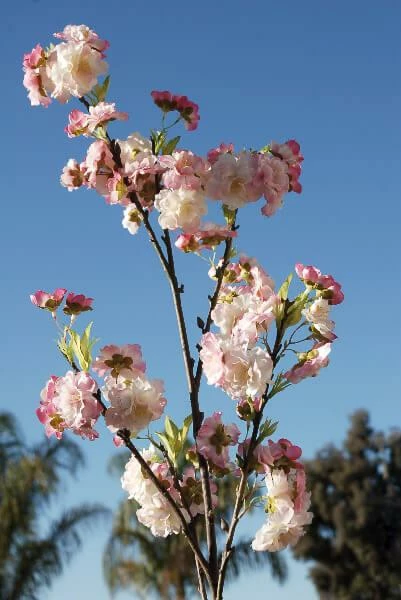 Richland Pink Cherry Blossom Branch 45" Valentine's Day 1 Richland Pink Cherry Blossom Branch 45" Valentine's Day