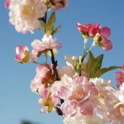 Richland Pink Cherry Blossom Branch 45" Valentine's Day