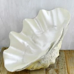 Richland Shop By Event Large Polyresin Half Charm Shell 17.5" X 10"