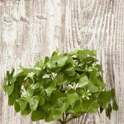 Richland Clover Bush 9in Christmas