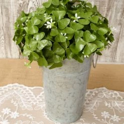 Richland Clover Bush 9in Christmas