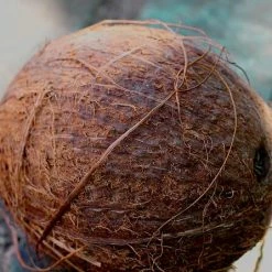 Richland Fruits, Nuts, Vegetables, Pods Coconut With Husk 7in Artificial