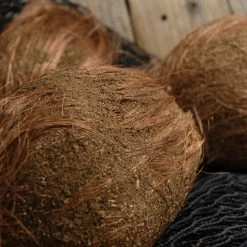 Richland Fruits, Nuts, Vegetables, Pods Coconut With Husk 7in Artificial