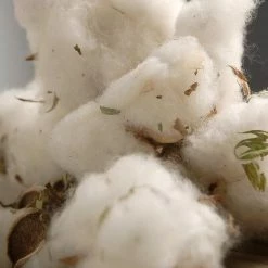 Richland Natural Cotton Bolls (12 Bolls)