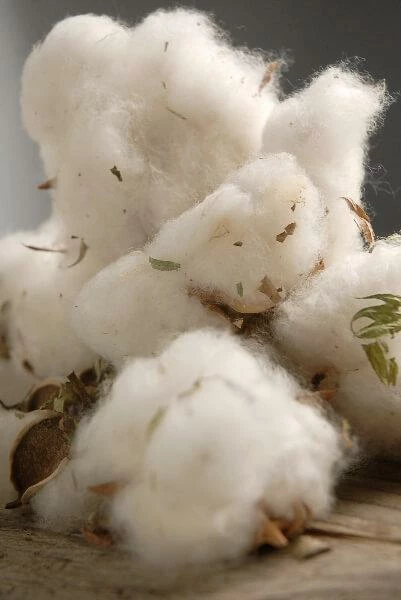 Richland Natural Cotton Bolls (12 Bolls) 1 Richland Natural Cotton Bolls (12 Bolls)