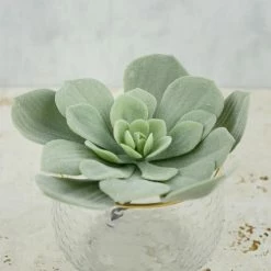 Richland Echeveria Pick Frosted Green 7x4.5in Christmas