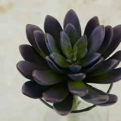 Richland Flowers Echeveria Pick Purple 8.5in