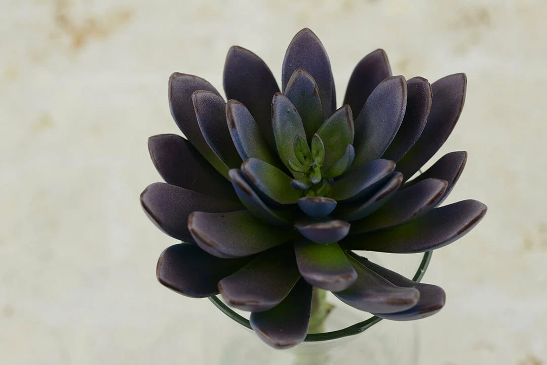 Richland Flowers Echeveria Pick Purple 8.5in 2 Richland Flowers Echeveria Pick Purple 8.5in