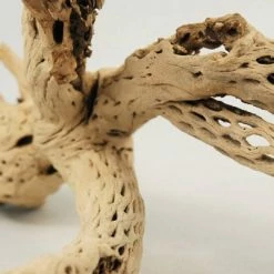 Richland Botanicals Cholla Wood Branch, 12in