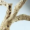 Richland Botanicals Cholla Wood Branch, 12in