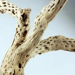 Richland Botanicals Cholla Wood Branch, 12in