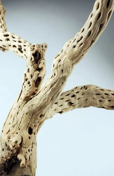 Richland Botanicals Cholla Wood Branch, 12in 1 Richland Botanicals Cholla Wood Branch, 12in