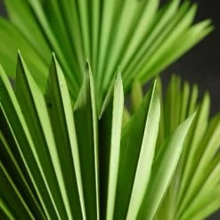 Richland Natural Palm Leaf Fans Green Pack Of 5 Seasonal Parties