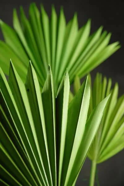 Richland Natural Palm Leaf Fans Green Pack Of 5 Seasonal Parties 1 Richland Natural Palm Leaf Fans Green Pack Of 5 Seasonal Parties