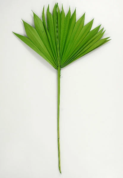 Richland Natural Palm Leaf Fans Green Pack Of 5 Seasonal Parties 2 Richland Natural Palm Leaf Fans Green Pack Of 5 Seasonal Parties