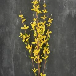 Richland Thanksgiving Forsythia Flower Yellow 38in
