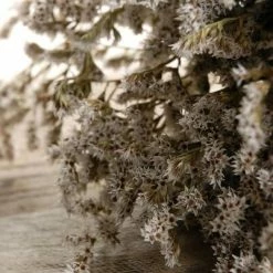 Richland Dried German Statice Flowers 13" X 8"