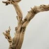 Richland Natural Ghostwood Branch Sandblasted 10-14 In (California Driftwood) Botanicals