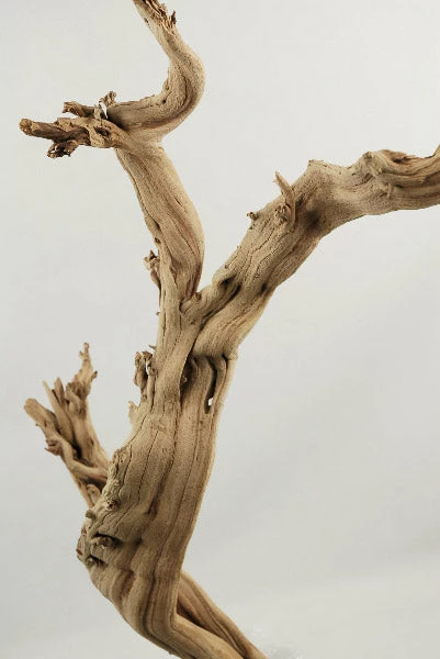 Richland Natural Ghostwood Branch Sandblasted 10-14 In (California Driftwood) Botanicals 1 Richland Natural Ghostwood Branch Sandblasted 10-14 In (California Driftwood) Botanicals