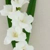 Richland Seasonal Parties Gladiolus Flower Cream 33in