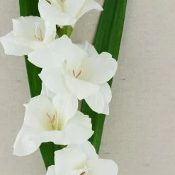 Richland Seasonal Parties Gladiolus Flower Cream 33in