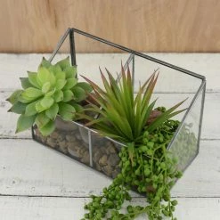 Richland Glass Observation Box Terrarium 8in Shop By Event