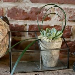 Richland Glass Observation Box Terrarium 8in Shop By Event