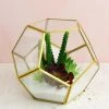 Richland Hira Glass & Brass Terrarium Display Box