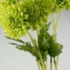 Richland 6 Green Pompom Mums