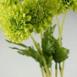 Richland 6 Green Pompom Mums