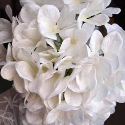 Richland Tall White Lace Hydrangeas Flowers Seasonal Parties