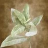 Richland Christmas Lambs Ear Spray Frosted 15in