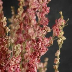 Richland Valentine's Day Pink Dried Larkspur Flowers 15 Stems