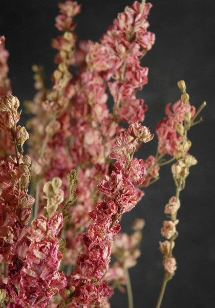 Richland Valentine's Day Pink Dried Larkspur Flowers 15 Stems 2 Richland Valentine's Day Pink Dried Larkspur Flowers 15 Stems