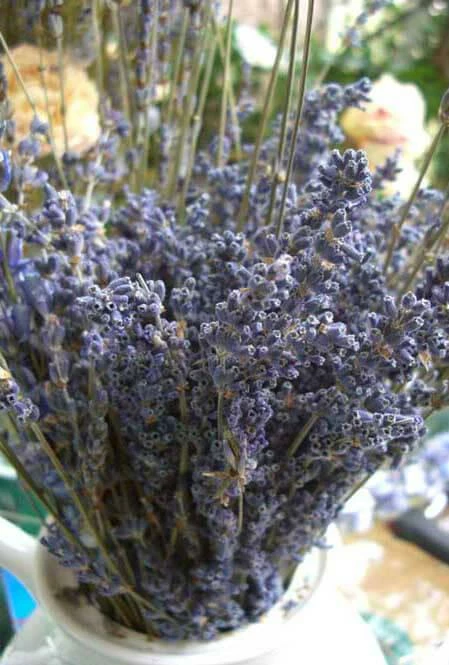 Richland Naturals & Florals Lavender Flowers Air Dried Premium Blue Fragrant (90+ Stems) 1 Richland Naturals & Florals Lavender Flowers Air Dried Premium Blue Fragrant (90+ Stems)