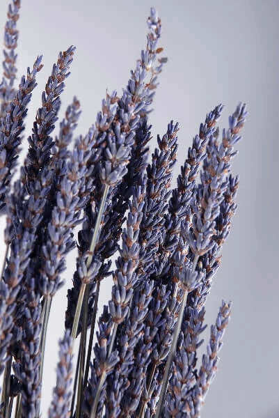 Richland Natural Dried Lavender 20 Inch 120 Stems Naturals & Florals 2 Richland Natural Dried Lavender 20 Inch 120 Stems Naturals & Florals