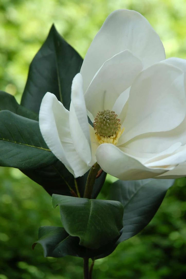 Richland Silk Magnolia Spray 22" 1 Richland Silk Magnolia Spray 22"