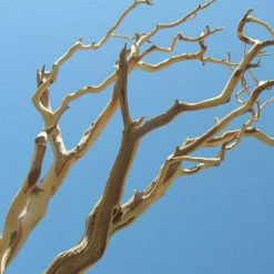 Richland Sierra Manzanita Branch Sanded 21"-38" Natural