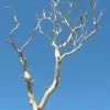 Richland Sanded Sierra Manzanita Branches Natural 18-26in