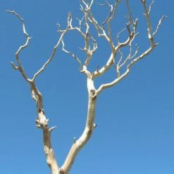 Richland Sanded Sierra Manzanita Branches Natural 18-26in