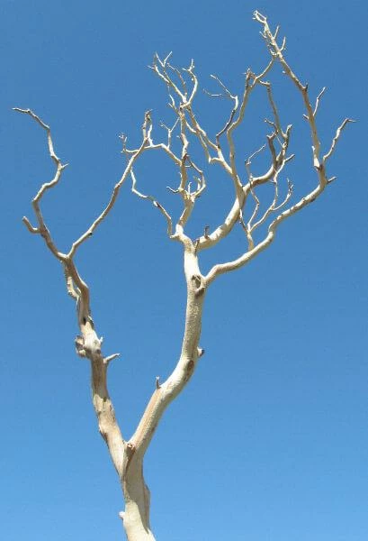 Richland Sanded Sierra Manzanita Branches Natural 18-26in 1 Richland Sanded Sierra Manzanita Branches Natural 18-26in