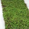 Richland Weddings Moss Leaf Mat Green 16 X36