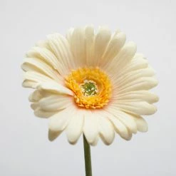 Richland Yellow Gerbera Daisy 24" Set Of 24 Thanksgiving