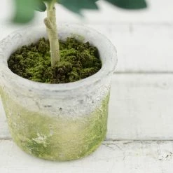 Richland Mini Olive Tree 12in Shop By Event