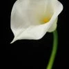 Richland Natural Touch Flowers - Large Calla Lily Cream 28" Fall