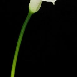 Richland Natural Touch Flowers - Large Calla Lily Cream 28" Fall