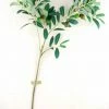 Richland Olive Tree Branch Green 28in Artificial