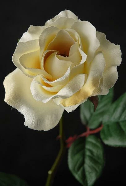 Richland Seasonal Parties 12 Silk Cream White Silk Roses 1 Richland Seasonal Parties 12 Silk Cream White Silk Roses
